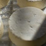 Robiola di capra